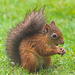 Young Red Squirrel with leprous lesions in the ears...