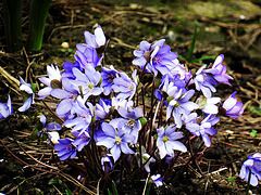 Hepatica nobilis