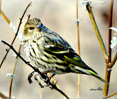 Pine Siskin (Spinus pinus)