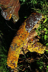 Lichen encroûtant jaune sur roue d'une vieille machine agricole ..