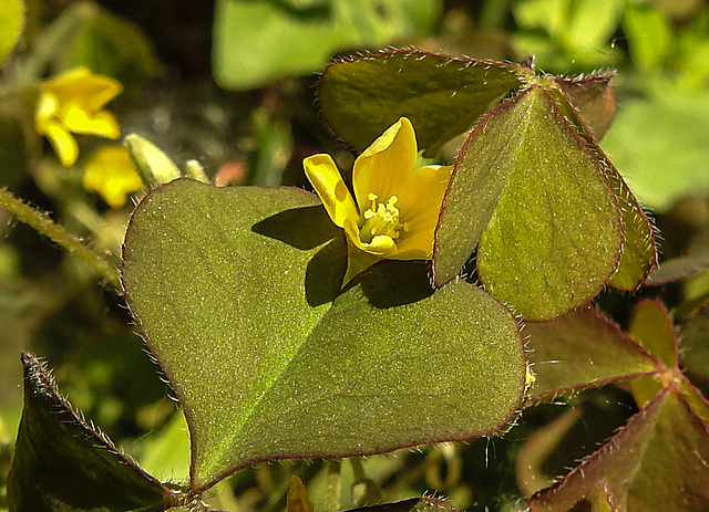 20230609 0846CPw [D~LIP] Gehörnter Sauerklee (Oxalis corniculata), Bad Salzuflen