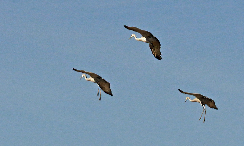 Sandhill Cranes