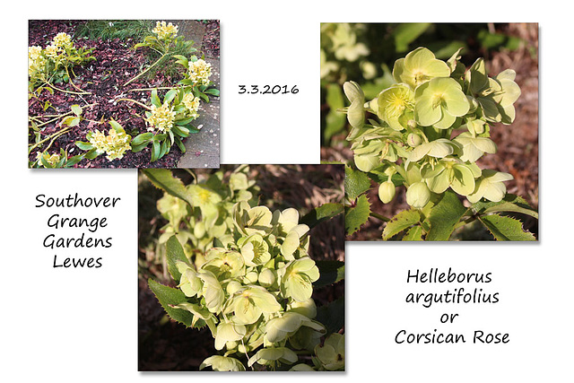 Helleborus argutifolius - Southover Grange Gardens - Lewes - 3.3.2016