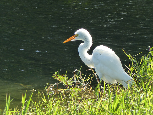 Great Egret at pond on way to Tobago airport