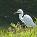 Great Egret at pond on way to Tobago airport