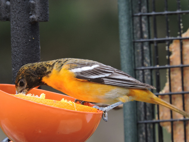 Baltimore Oriole