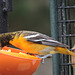 Baltimore Oriole