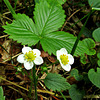 Wild Strawberry Flower