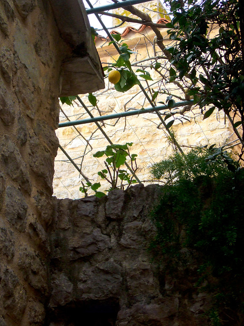 Budva lemon tree