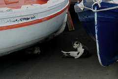 Katze zwischen Fischerbooten