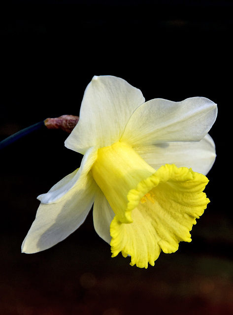 Narcissus Golden Echo