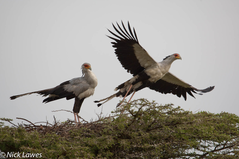 Secretary Bird