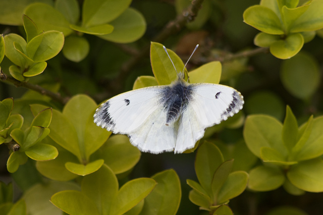 Female Orange Tip Butterfly