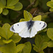 Female Orange Tip Butterfly