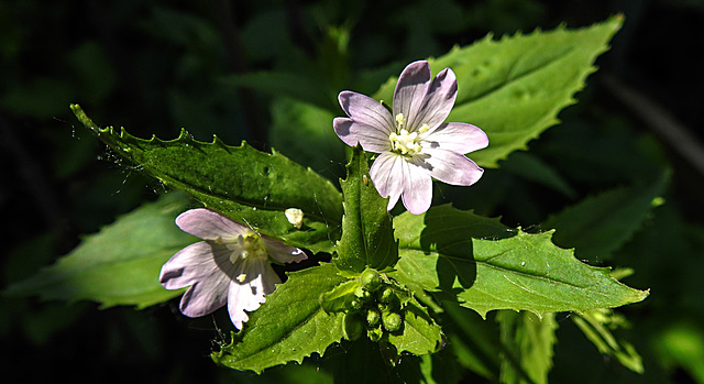 20230609 0847CPw [D~LIP] Berg-Weidenröschen (Epilobium montanum), Bad Salzuflen