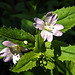 20230609 0847CPw [D~LIP] Berg-Weidenröschen (Epilobium montanum), Bad Salzuflen