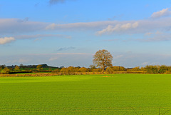 Bright winter's day view over Staffordshire fields