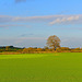 Bright winter's day view over Staffordshire fields
