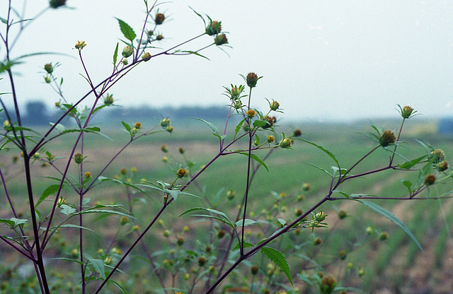 Bidens pilosa