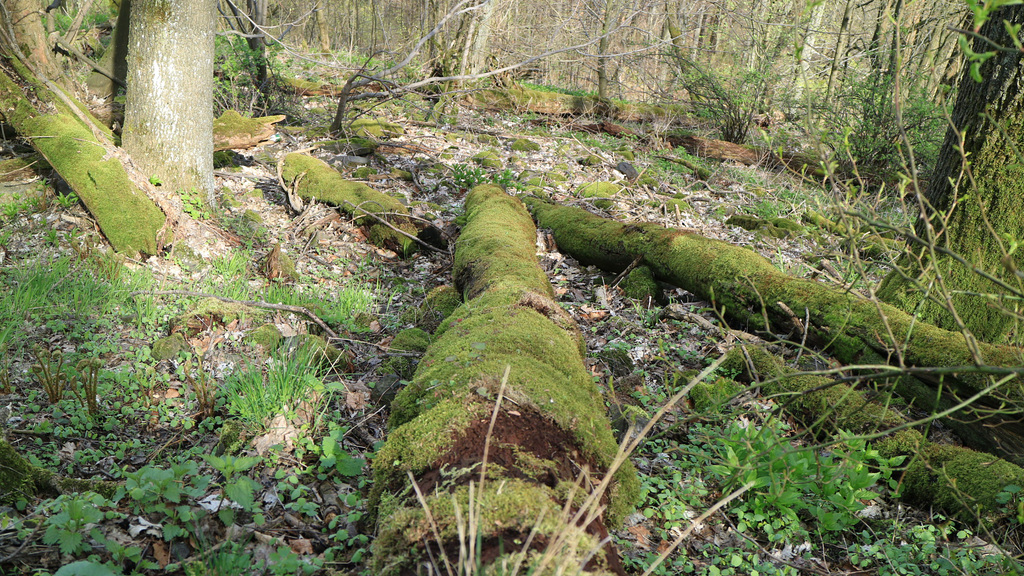 2017 4 14 Wanderung zum Rosenberg Srbská Kamenice Tschechische Republik