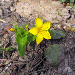 Woodland Trio - Yellow Pimpernel (plus 2 x PiP's)