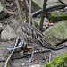 20190216 4427CPw [D~BI] Großer Brachvogel, Tierpark Olderdissen, Bielefeld