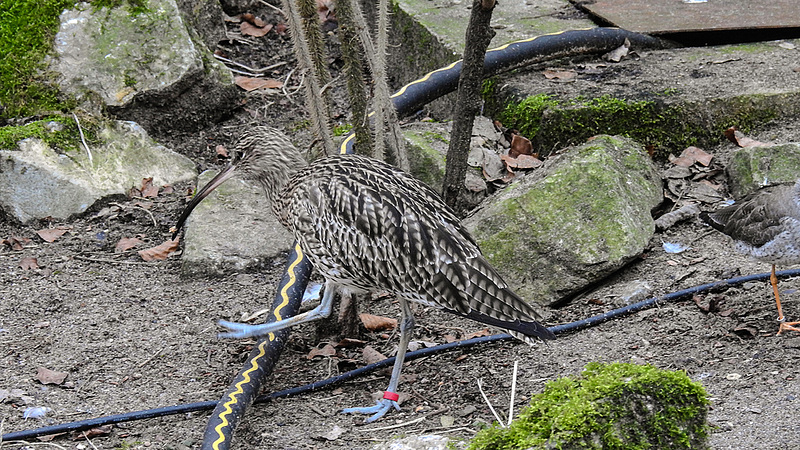 20190216 4427CPw [D~BI] Großer Brachvogel, Tierpark Olderdissen, Bielefeld