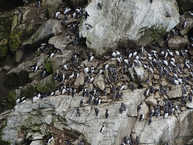 Guillemots on the cliffs by South Stack + clickable PiP