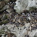 Guillemots on the cliffs by South Stack + clickable PiP