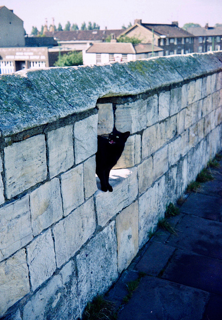 Beware of the Cat, Guardian of the Wall (Scan from Oct 1989)