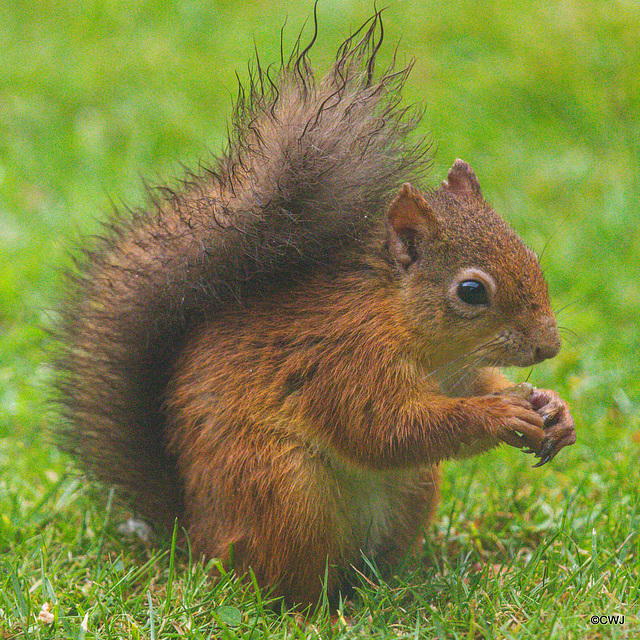 Young Red Squirrel with leprous lesions in the ears...