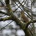 Song Thrush taking a rest