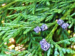 I love these little buds on the fir tree. They look like mini-roses