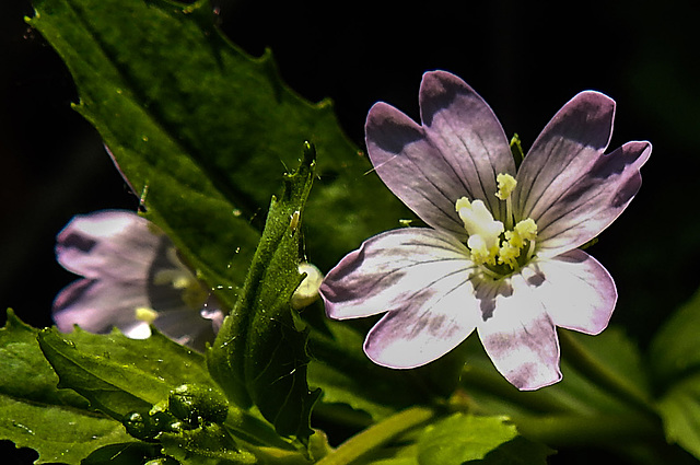 20230609 0848CPw [D~LIP] Berg-Weidenröschen (Epilobium montanum), Bad Salzuflen