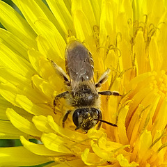 Andrena-ventralis-A3