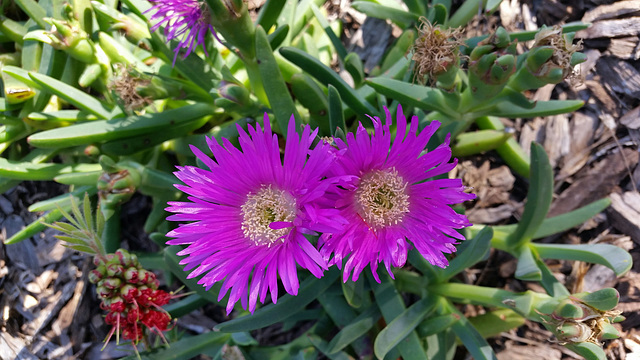 Native aussie pigface