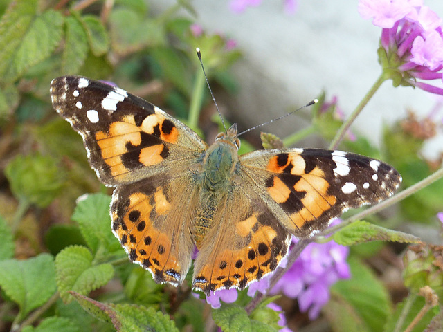 Painted Lady - 28 October 2016