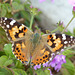 Painted Lady - 28 October 2016