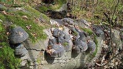 2017 4 14 Wanderung zum Rosenberg Srbská Kamenice Tschechische Republik