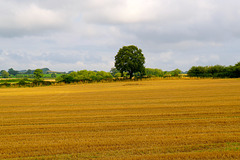 Gnosall fields