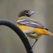 Baltimore Oriole