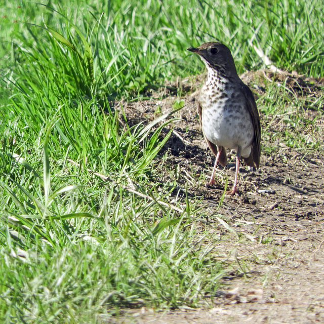 Grey-cheeked Thrush, Day 2, Rondeau Provincial Park