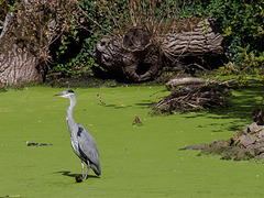 Heron in a green lake