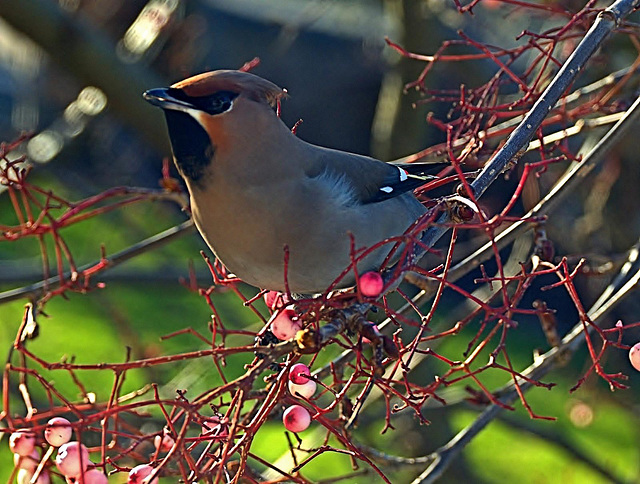 Waxwing