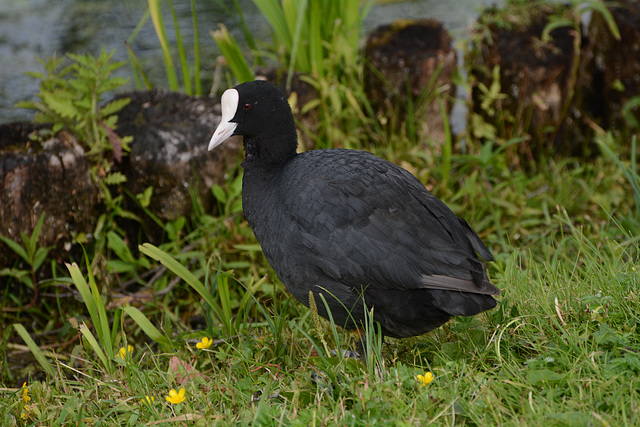 Sweden, Stockholm, The Eurasian Coot in the Park of Drottningholm