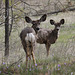 Columbia Black-tailed Deer