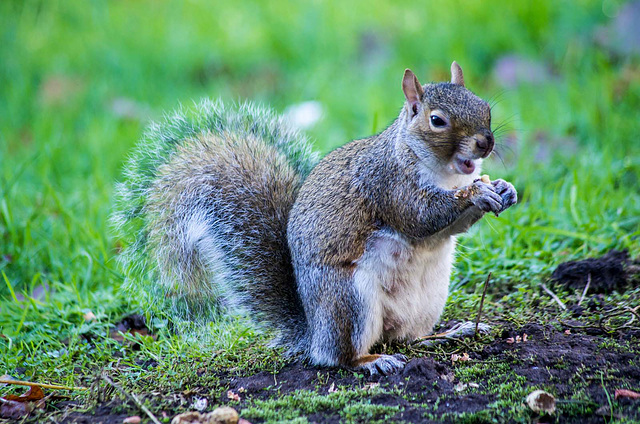 Squirrel enjoying a meal