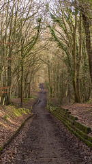 Sherrardswood path