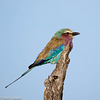 Lilac-breasted roller