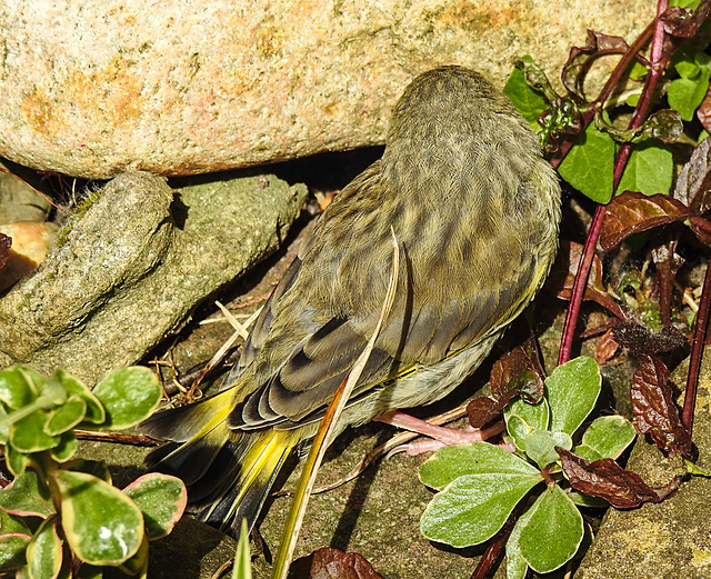 20230603 0559CPw [D~LIP] Grünfink (Carduelis chloris) [JV], Bad Salzuflen